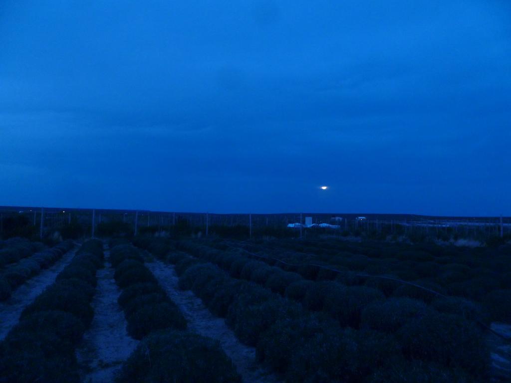 La Calandria Casa De Campo Villa Puerto Madryn Luaran gambar